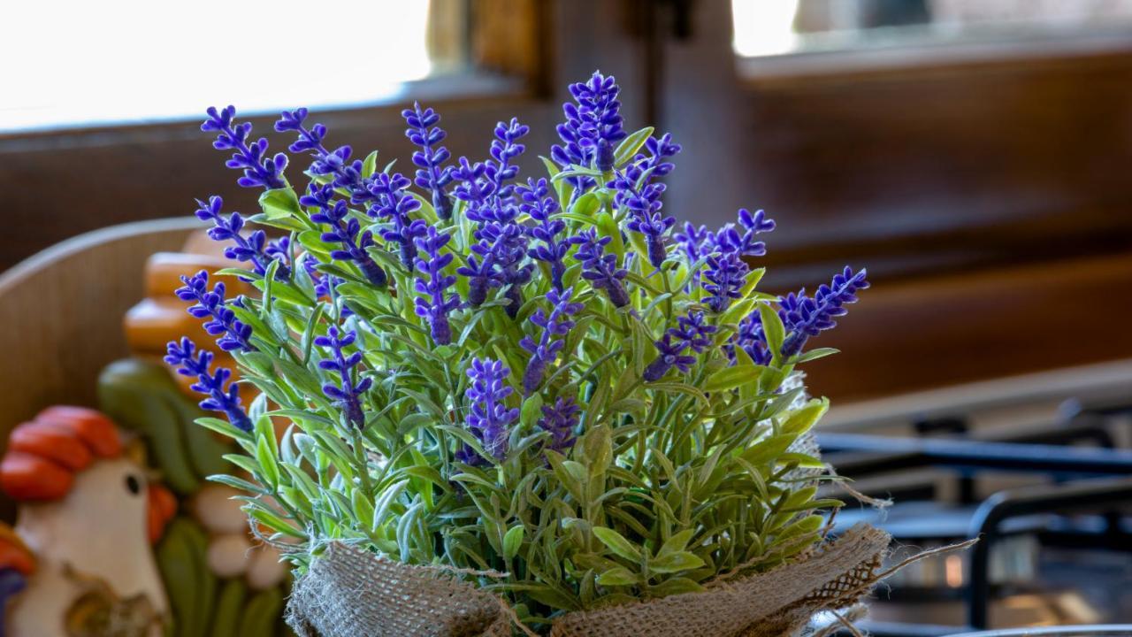 Il Cottage Di Patrizia Lucques Extérieur photo